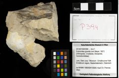 Foto (Objekt + Etiketten) von Eodromites grandis (von Meyer, 1857) 